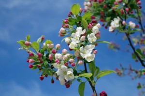 apple-blossom-173566_1280